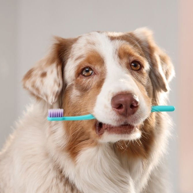pet standing holding brush