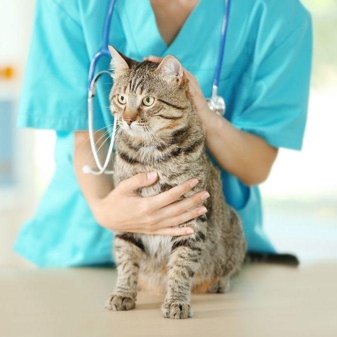 vet treating the cat