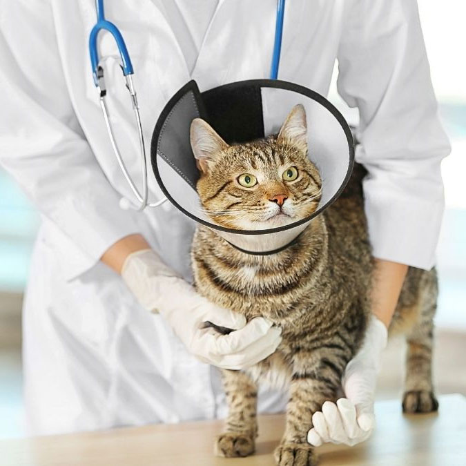 cat wearing surgery cone while at the vet clinic