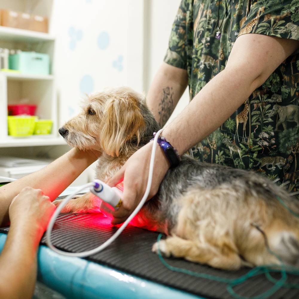 Vet performing laser therapy dog