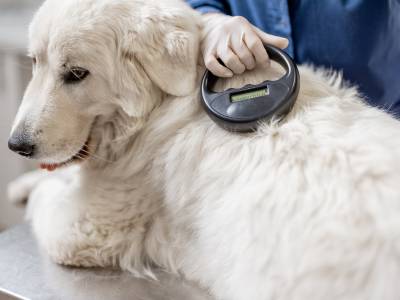 Vet using device on white dog