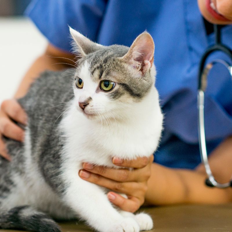 a person in blue scrubs is petting a gray and white cat