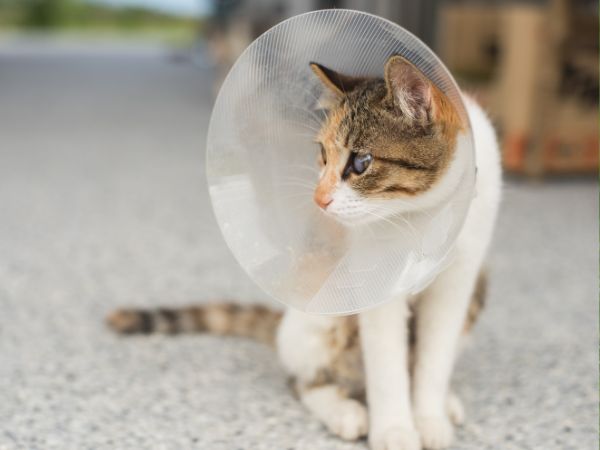 A small cat with a white and tabby coat wears a plastic cone collar, sitting on a gravel path. 