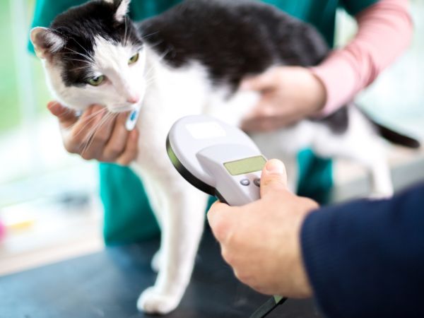 Person scanning a cat's microchip at a vet clinic. 