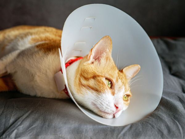 Orange and white cat with a medical cone rests on a gray blanket. 