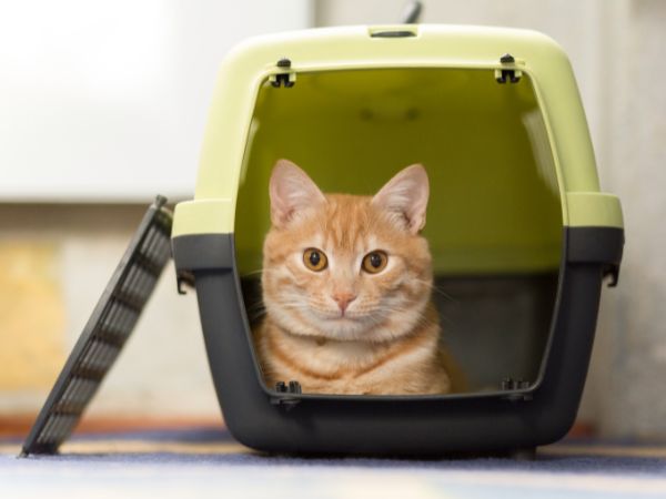 An orange tabby cat with alert eyes sits inside an open pet carrier. 
