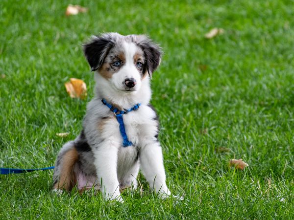 A fluffy puppy with a blue harness sits on vibrant green grass.
