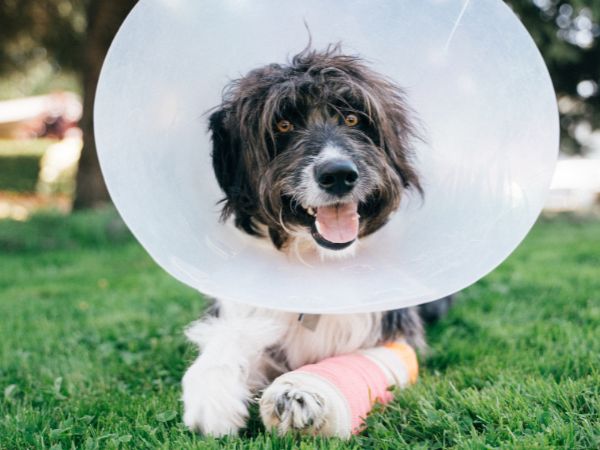 A happy dog with a fluffy coat lies on green grass, wearing a plastic cone and a pink bandage on its paw.