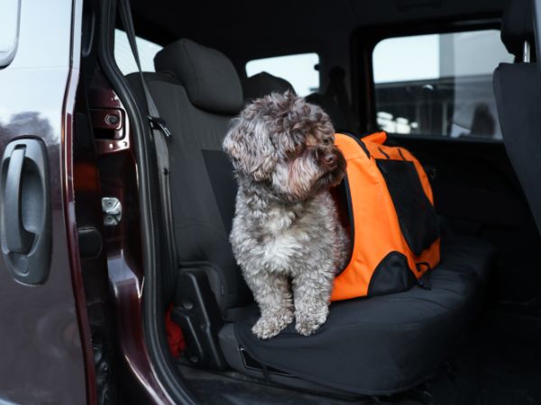 A curly-haired dog sits in a car next to a bright orange pet carrier