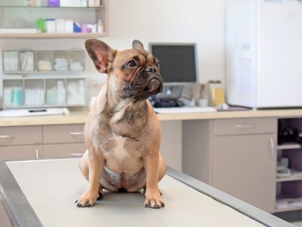 A French Bulldog sits attentively on a vet's examination table.