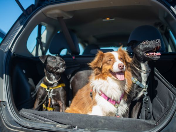Three dogs sit happily in the open trunk of a car ready for a roadtrip.