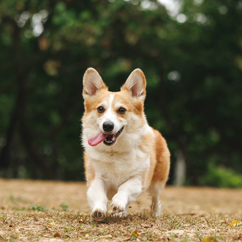 A joyful corgi runs with tongue out, on a grassy area.