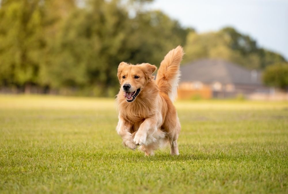 Golden retriever joyfully running through a green field