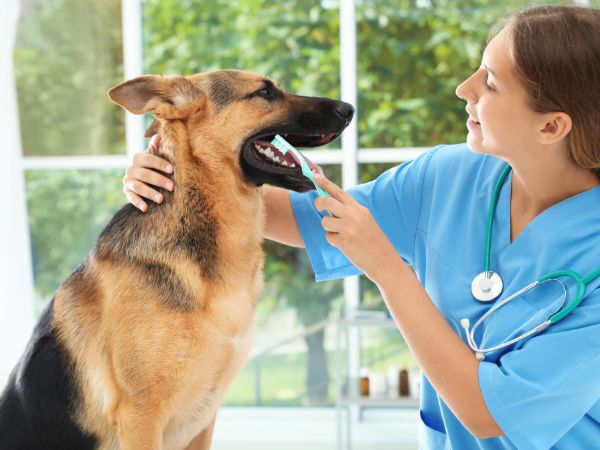 A veterinarian in blue scrubs brushes a German Shepherd's teeth with a toothbrush.