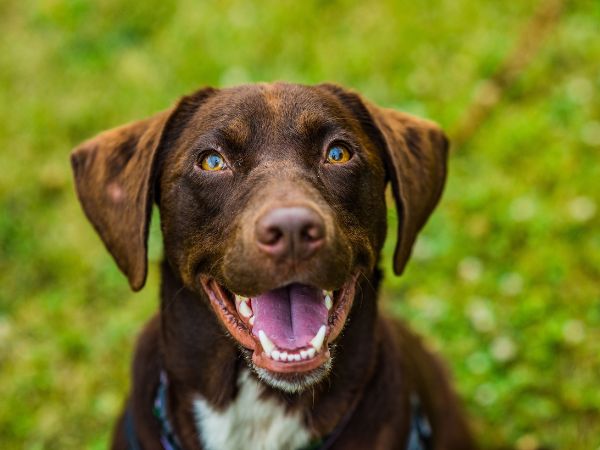 Happy brown dog sitting in grass, looking up with mouth open and tongue out.