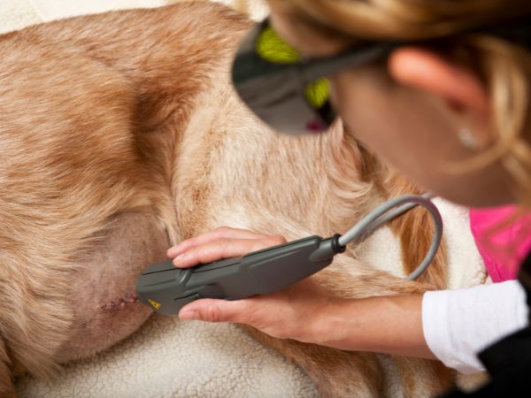 A close-up of a person using a laser therapy device on a dog's stitched wound.