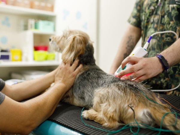 A dog is lying on a veterinary table during a laser therapy session.
