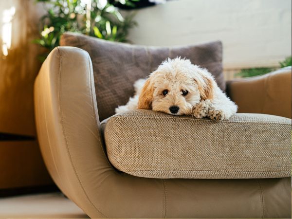 A fluffy puppy resting on a beige armchair, gazing calmly.