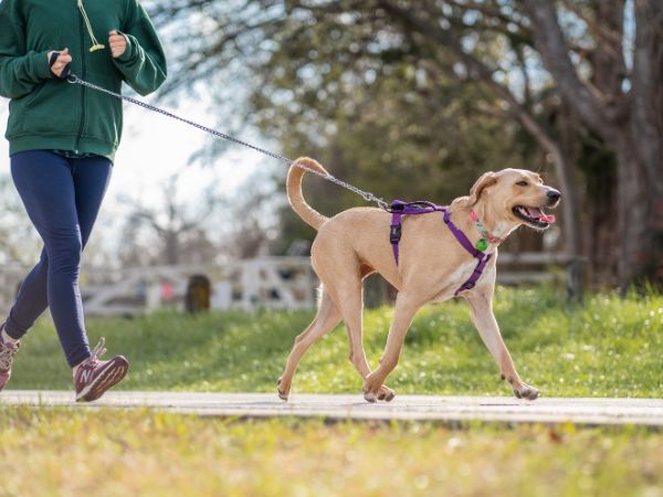 A person walks a happy, tan dog on a leash in a grassy park.