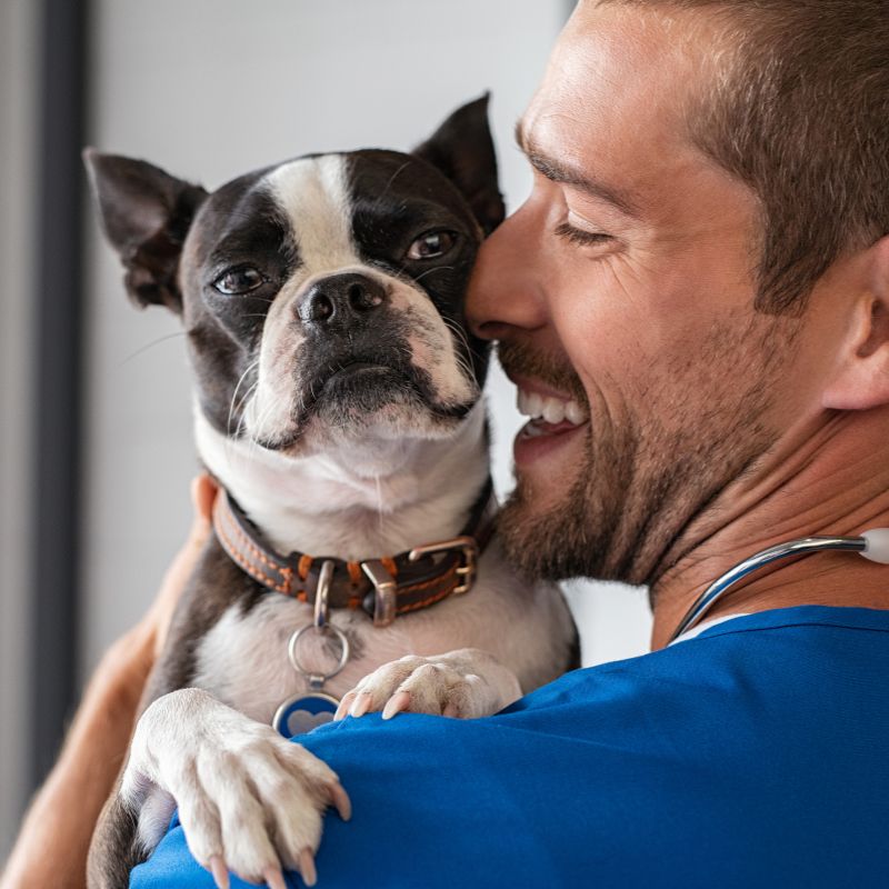 A man in blue scrubs, smiling warmly, holds a Boston Terrier close.