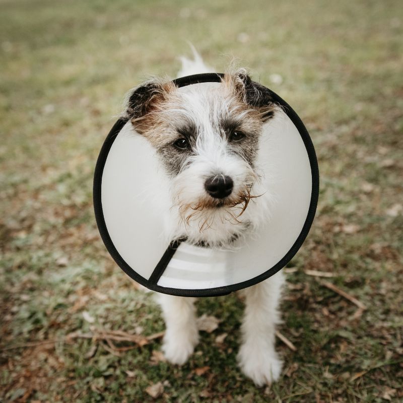 A small, fluffy puppy wearing a cone stands outdoors on grass, gazing curiously.