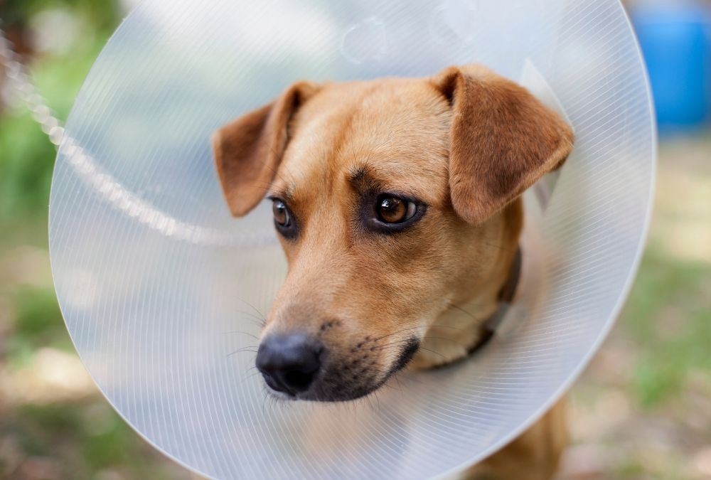 A brown dog with expressive eyes wearing a plastic cone collar