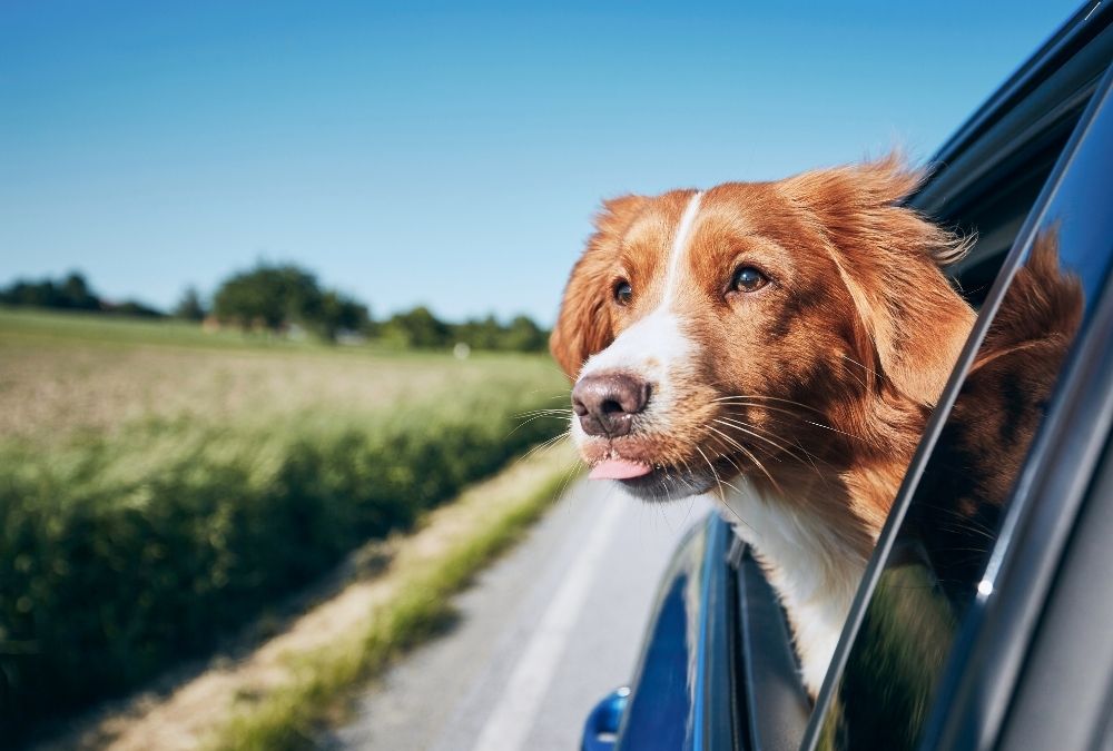 A dog with golden fur leans out of a car window, tongue out, enjoying the breeze.