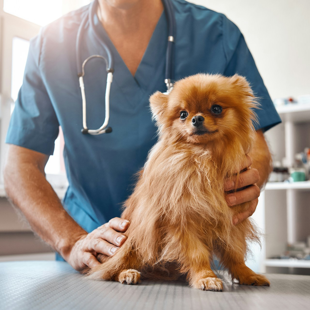 A veterinarian in blue scrubs with a stethoscope holds a Pomeranian on an exam table. 